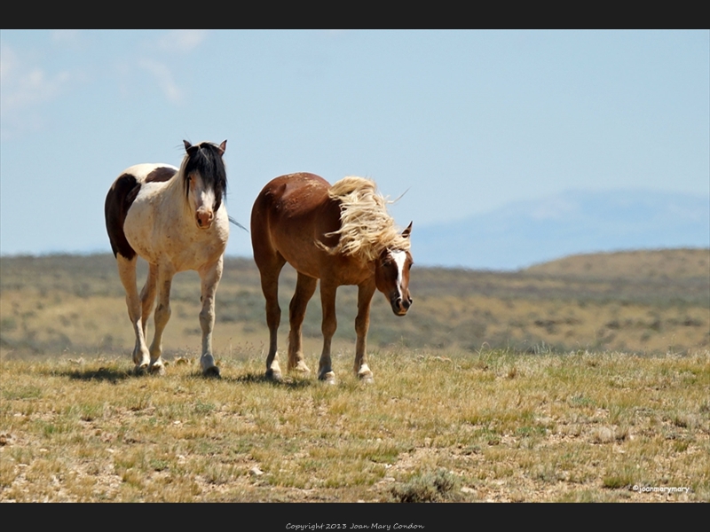 McCullough- wild horses