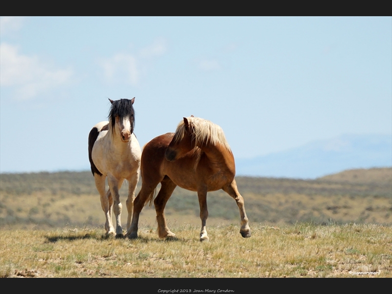 McCullough- wild horses (2)