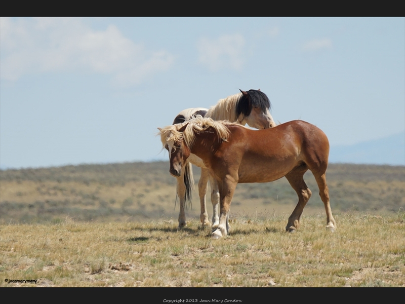 McCullough- wild horses (3)