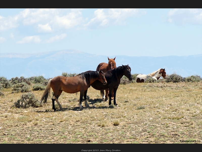 McCullough- wild horses (5)