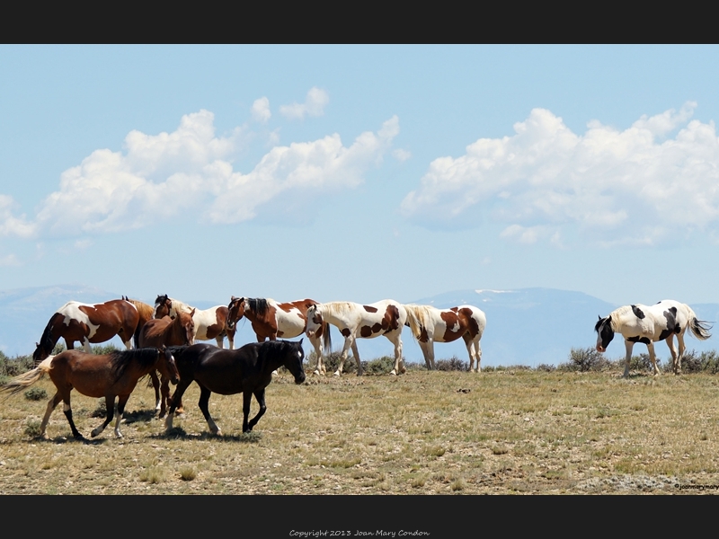 McCullough- wild horses (6)