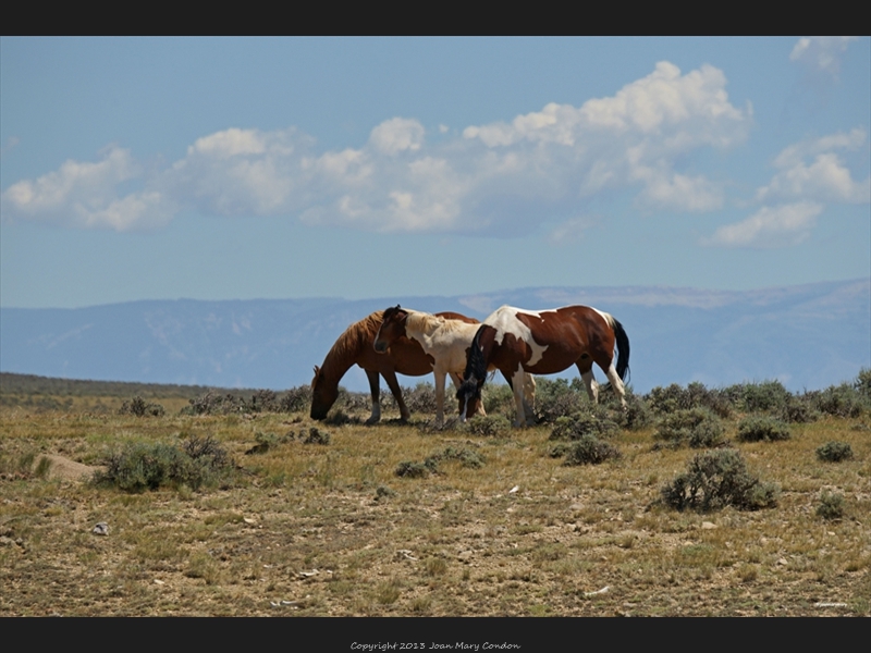 McCullough- wild horses (7)