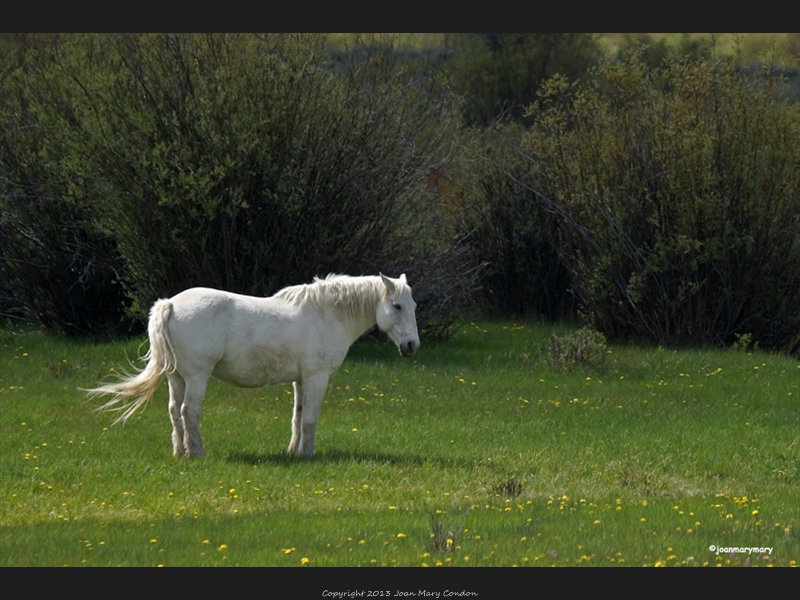 Triangle X horse