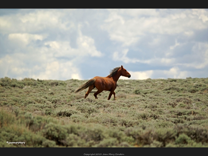 Wild Horse- McCullough- WY2