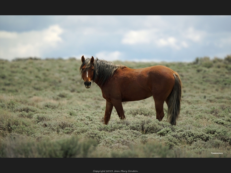 Wild Horse Rock Springs- WY