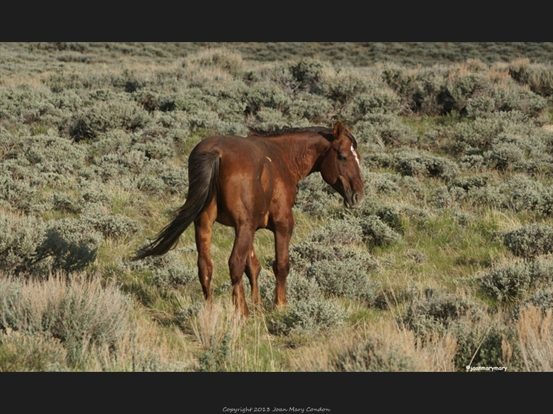 Wild Horse RS 2012 (2)