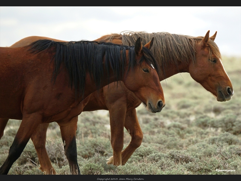 Wild Horses- McCullough- WY