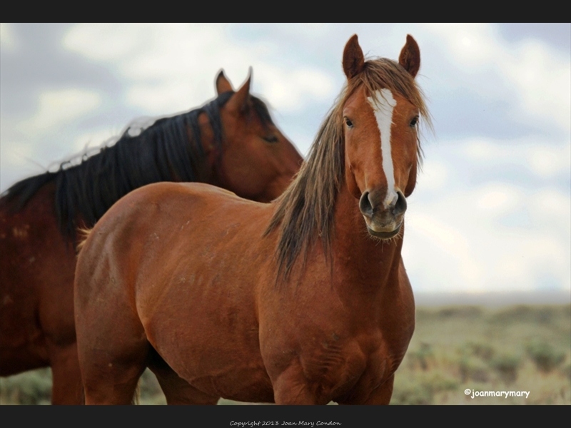 Wild Horses- McCullough- WY3