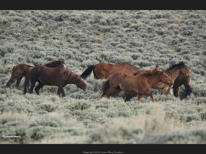 Wild horses- Rock Springs