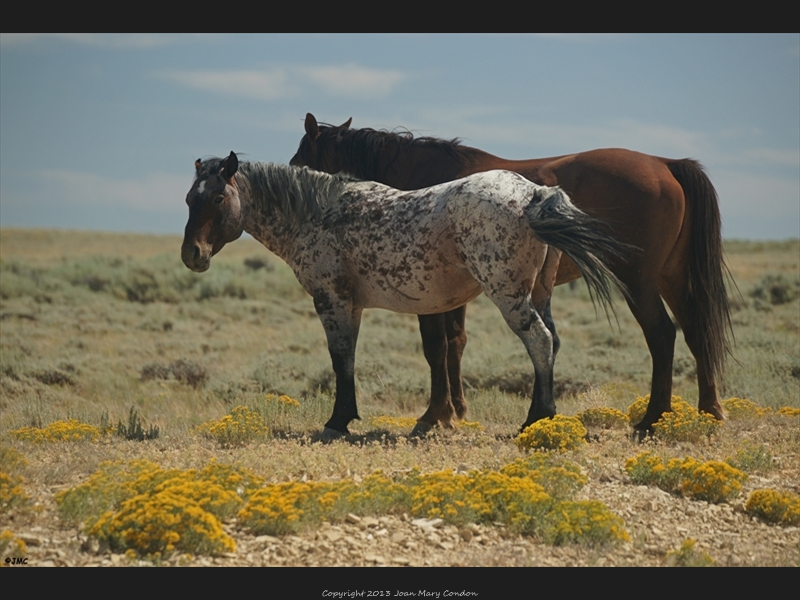 Wild horses Rock Springs 2011 (3)