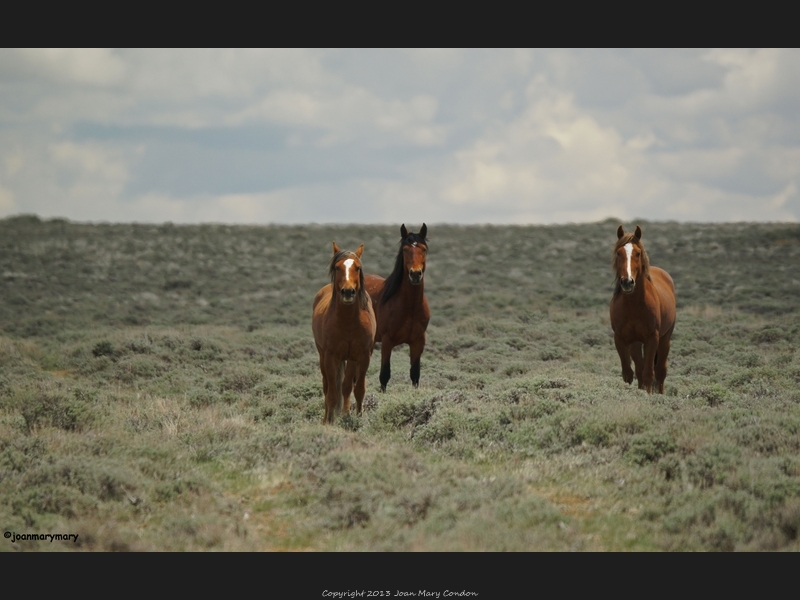 Wild Horses- Rock Springs- WY