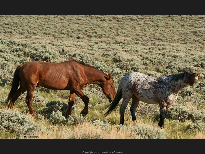 Wild Horses RS 2012