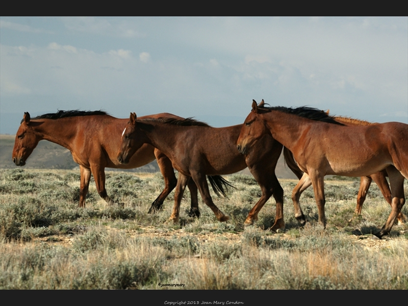 Wild horses RS 2012 (4)