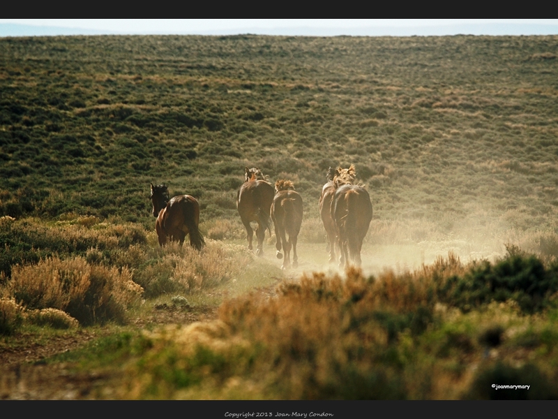 Wild Horses RS 2012 (6)