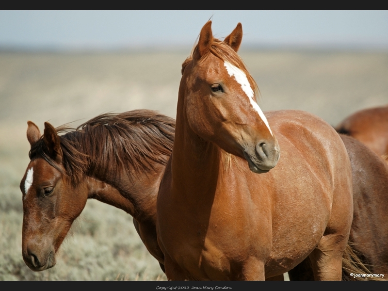 Wild Horses RS 2012 (7)