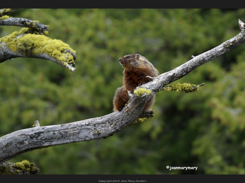 Yellow Bellied marmot