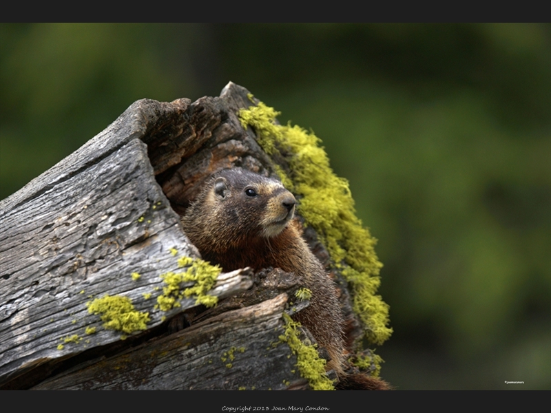 Yellow Bellied Marmot1