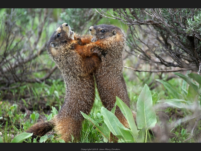 Yellow bellied marmot siblings