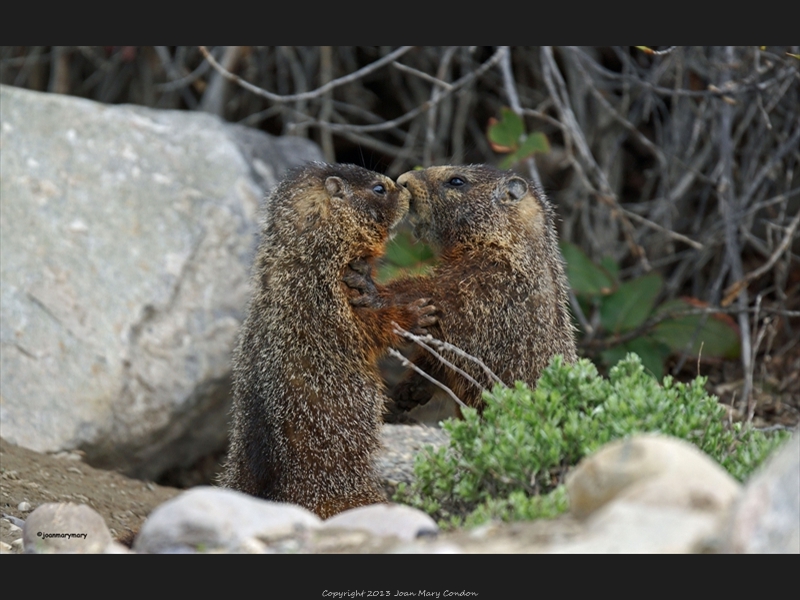 Yellow Bellied Marmots