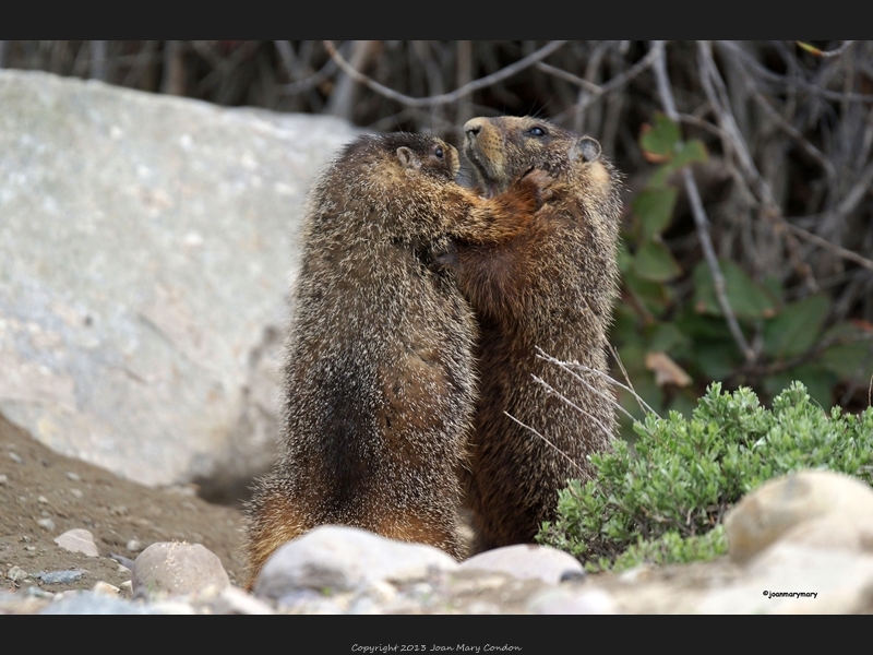 Yellow Bellied Marmots sparring