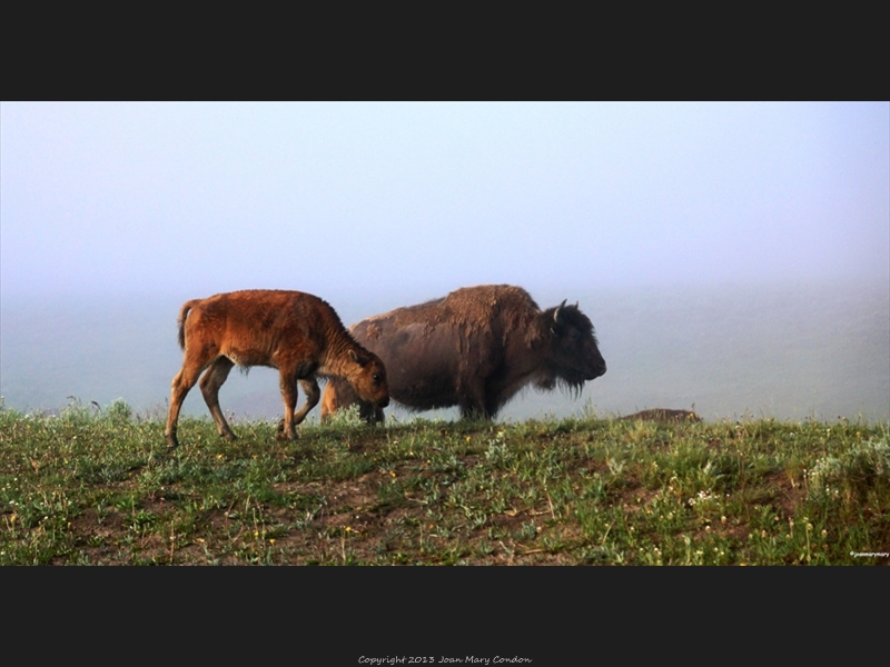 Yellowstone- bison in early morning fog