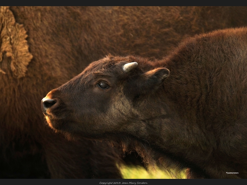 Young bison- Antilope Flats