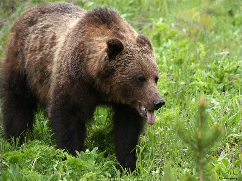 Bear on a kill Lizard Creek