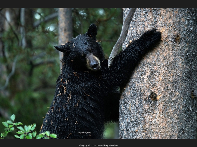Black Bear- berry hunting (2)