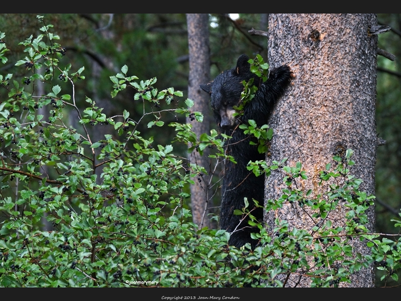 Black Bear- berry hunting (3)