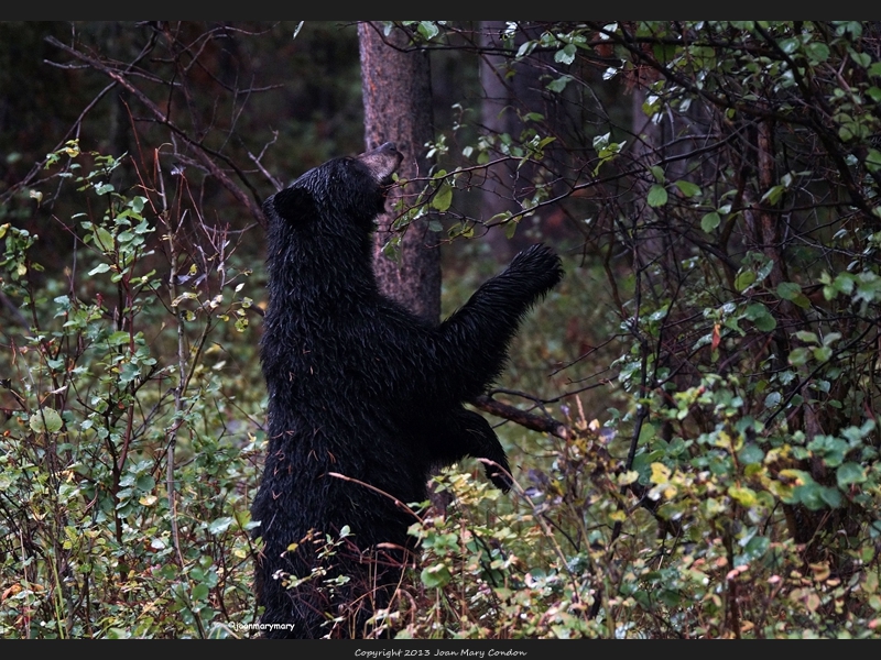 Black bear- berry hunting (5)