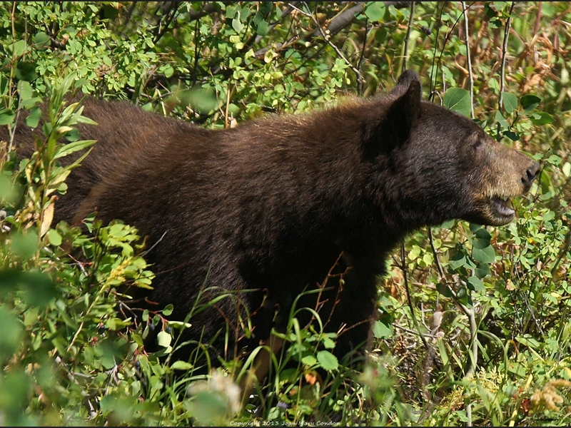 Black bear in berries (2)
