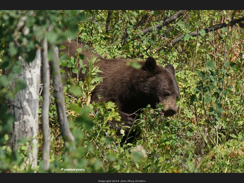 Black bear in the berries