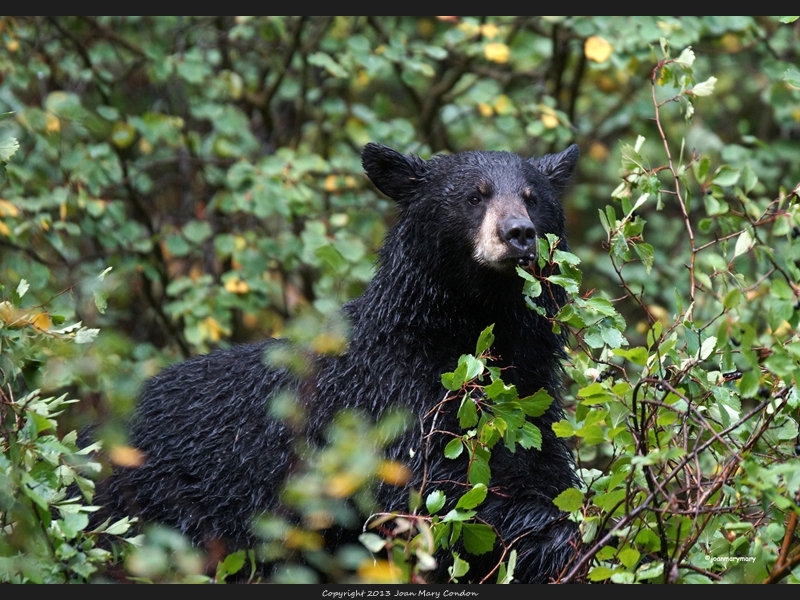 Black bear in the berries (4)