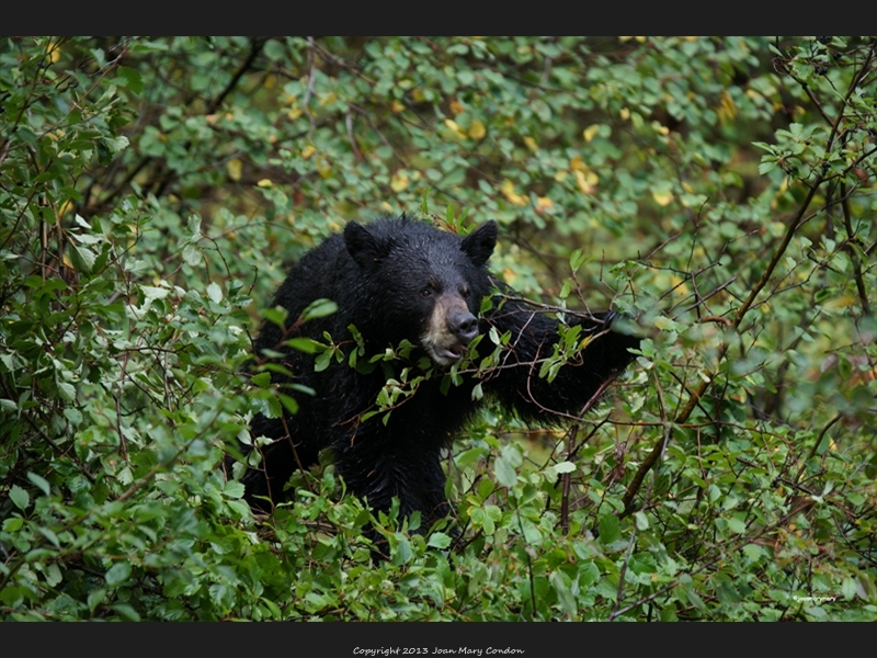 Black Bear in the berries (6)