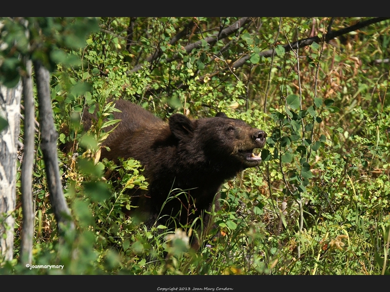 Moose Wilson Rd (10)