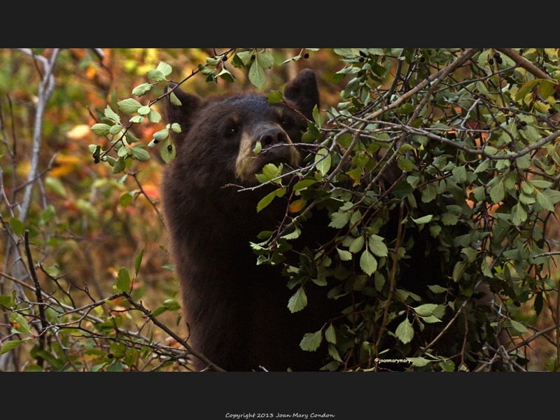 Moose Wilson Rd 2012 (10)