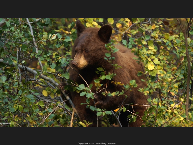 Moose Wilson Rd 2012 (12)