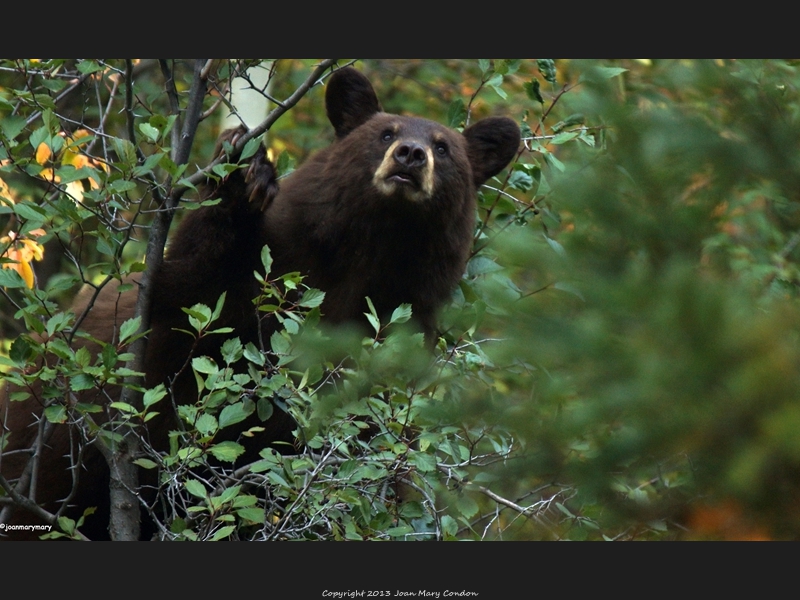 Moose Wilson Rd 2012 (15)