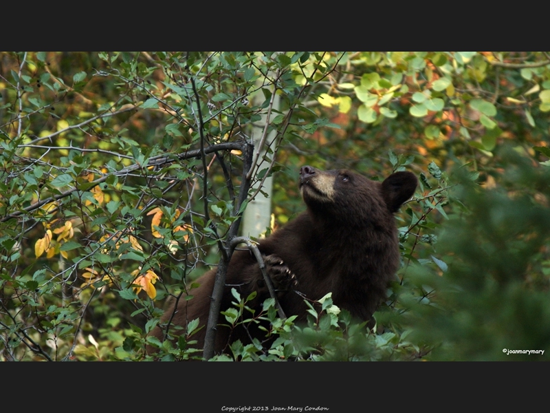 Moose Wilson Rd 2012 (16)