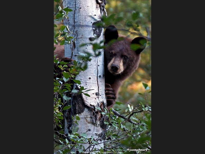 Moose Wilson Rd 2012 (7)