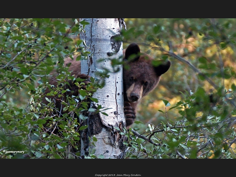 Moose Wilson Rd 2012 (8)