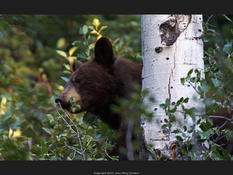 Moose Wilson Rd 2012 (9)