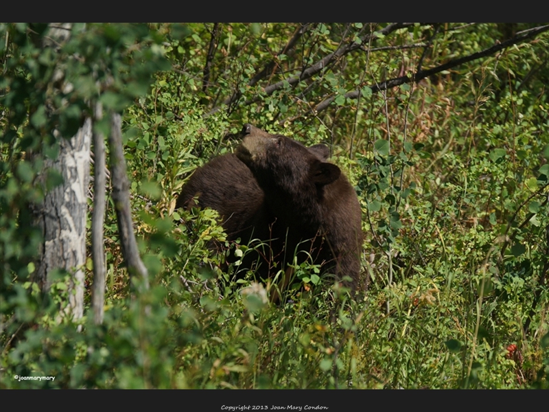 Moose Wilson Rd (9)