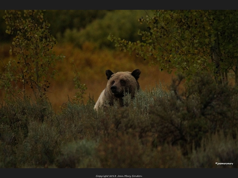 One of the Triplets- early morning