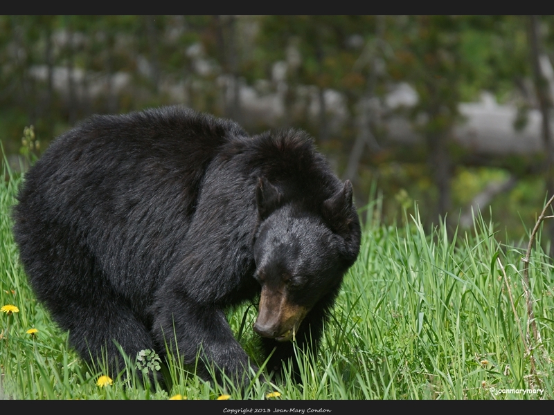 Yellowstone