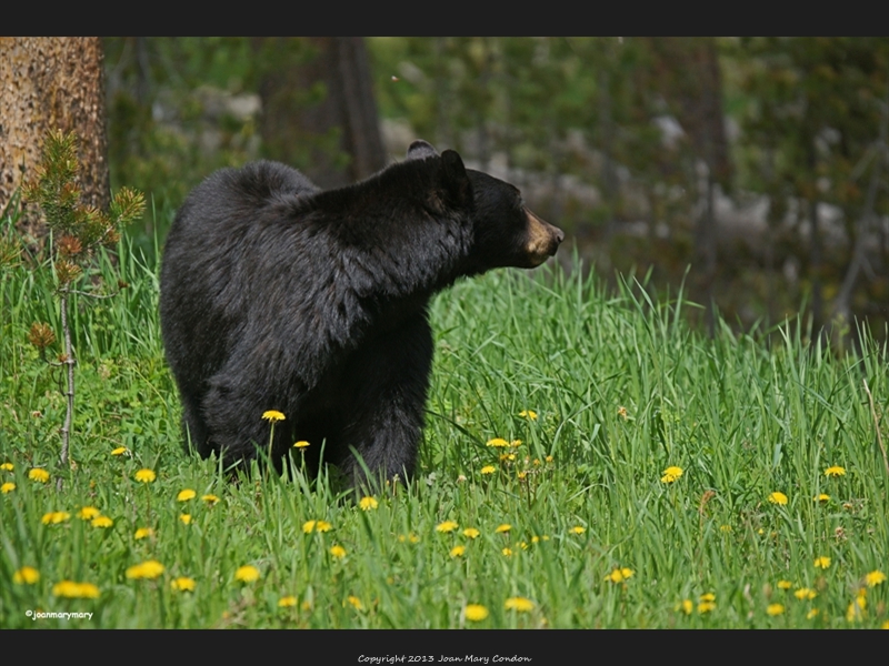 Yellowstone2