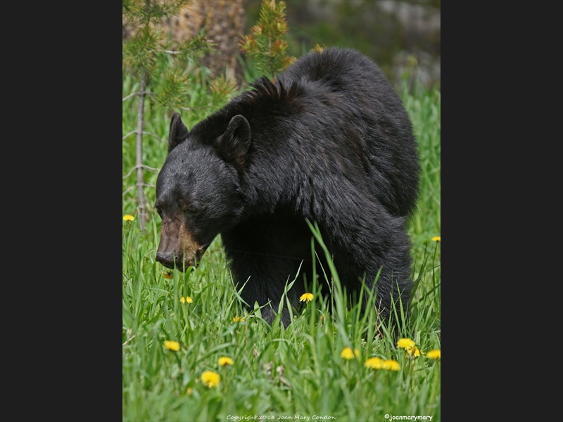 Yellowstone3