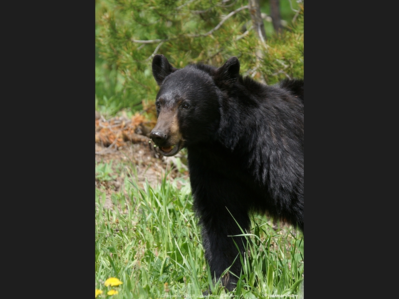 Yellowstone4