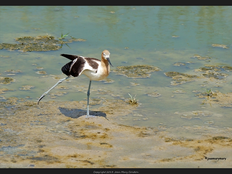 Avocet- Bear Lake- UT