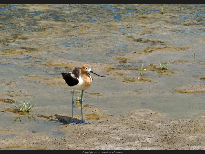 Avocet- Bear Lake- UT (2)